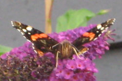 Fri som en sommerfugl