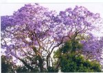 jakarandatre