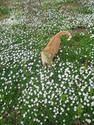 katten og hvitveisen