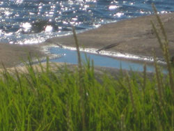 havet og det grønne