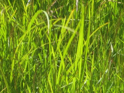 grønt og saftig gress