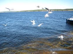 IMG_4492 måkene og havet