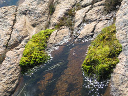 vann, stein  og grønne vekster