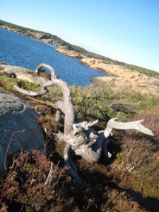 havet og treformasjonen